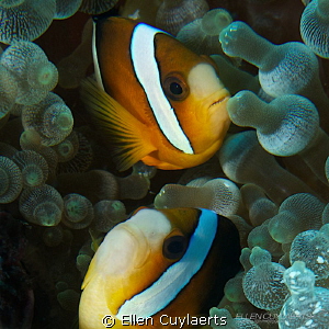Two is better as one!
Clark's Anemonefish by Ellen Cuylaerts 